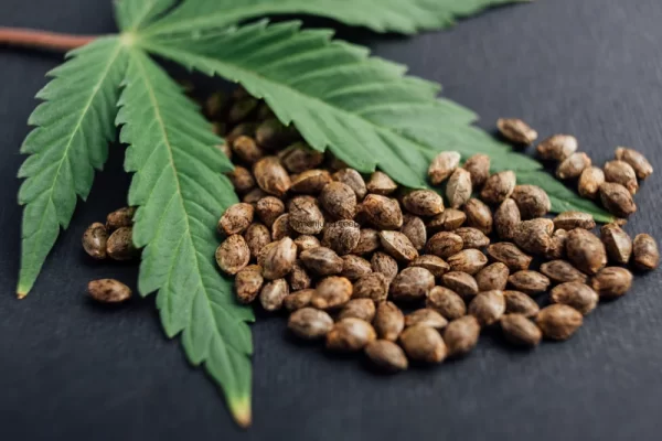 Myths About Marijuana