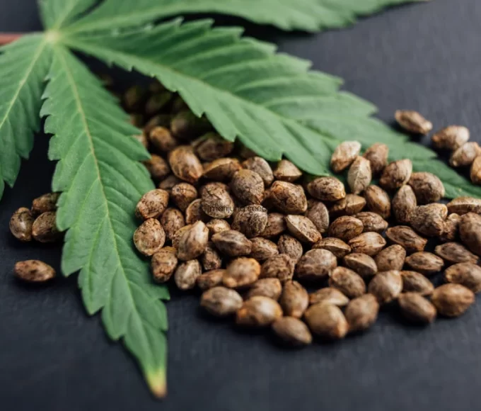 Myths About Marijuana